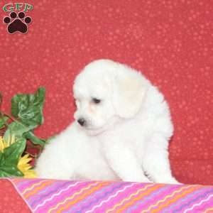 Mango, Bichon Frise Puppy